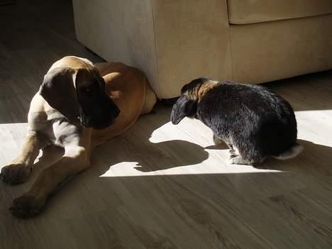 Grand danois Ozzy - Ozzy og kaninen Gizmo elsker bare hinanden billede 3