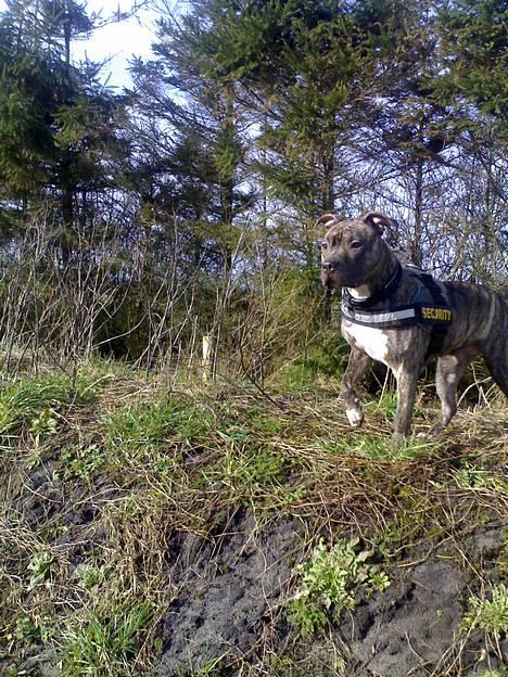 Amerikansk staffordshire terrier Zera(ny ejer Janni) - I skoven er det bare herligt billede 8