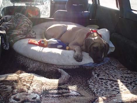 Grand danois Ozzy - Ozzy elsker at ligge omme bagi bilen og hygge, han har alt hvad han behøver  billede 4