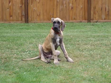 Grand danois Ozzy - Laaange ører har jeg, så kom bare an billede 5