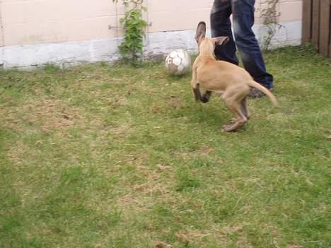 Grand danois Ozzy - Ozzy nyder at lege i haven billede 6