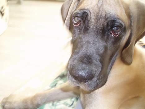 Grand danois Ozzy - Mors dejlige Ozzy-dreng billede 7