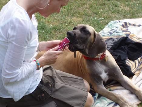 Grand danois Ozzy - Dejligt med lidt koldt i varmen billede 8