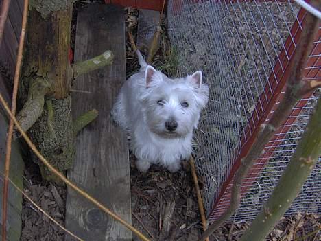 West highland white terrier Mulle - Velkommen til min hule :) Mulle i sin lille hule :o) billede 6