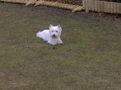 West highland white terrier Mulle - Uhh, En slapper, Det var dejligt, Uhh Vand?  billede 7