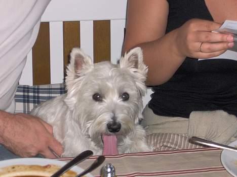 West highland white terrier Mulle - Uhh, det dufter godt, Mums :) billede 8