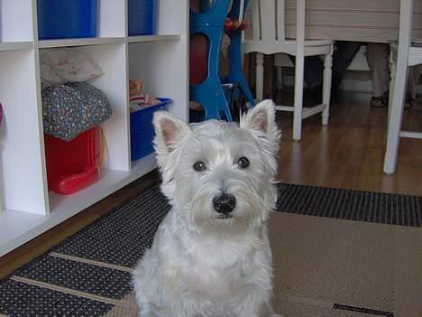 West highland white terrier Mulle - Mulle kigger ud? Hvad mon der sker der ude? billede 9