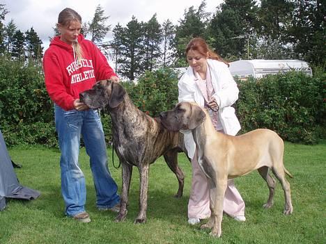 Grand danois Ozzy - Det er min far. Fra Egtved i september ´06 billede 9