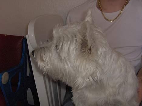 West highland white terrier Mulle - Mulle i "Profil"? Hun er en lille Charmetrold. :=) billede 10