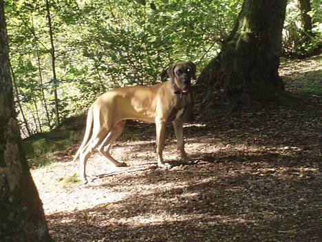 Grand danois Ozzy - Elsker skoven billede 10
