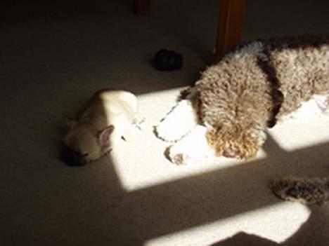 Fransk bulldog GIGI       *R.I.P.* - Krøl-toppen er Nova, hun er en Lagotto Romagnolo, vi bor sammen, billede 9