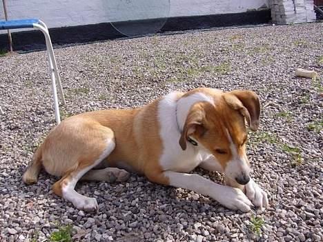 Blanding af racer bailey - bailey 23.6.2006 billede 9