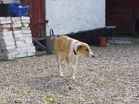 Blanding af racer bailey - bailey 23.6.2006 billede 10