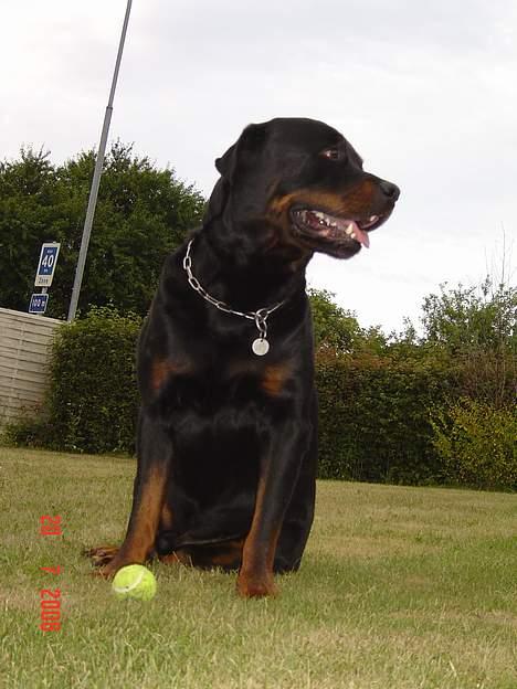 Rottweiler Zeus billede 12