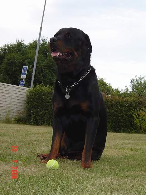 Rottweiler Zeus billede 13