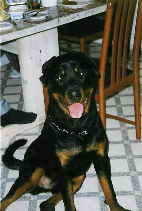 Rottweiler Zeus billede 14