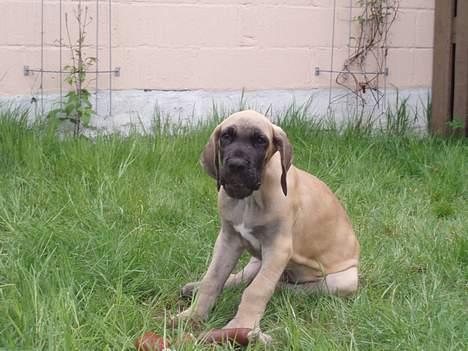 Grand danois Ozzy - Ja Ozzy, jord smager deeejligt billede 11