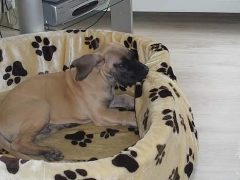 Grand danois Ozzy - Så keder Ozzy sig... frækkert billede 12