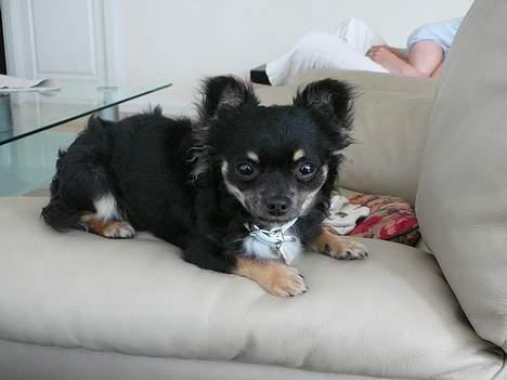 Chihuahua Niko Shamu Star - er jeg fin?? billede 1