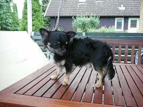 Chihuahua Niko Shamu Star - Jeg gider ikke... billede 2