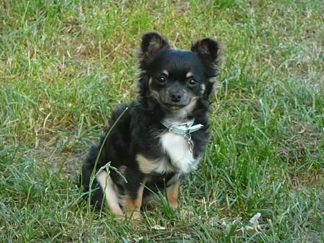 Chihuahua Niko Shamu Star - skal vi lege?? billede 3