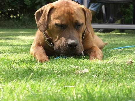 Blanding af racer Ballu - nyder lige det god vejre :-) billede 8