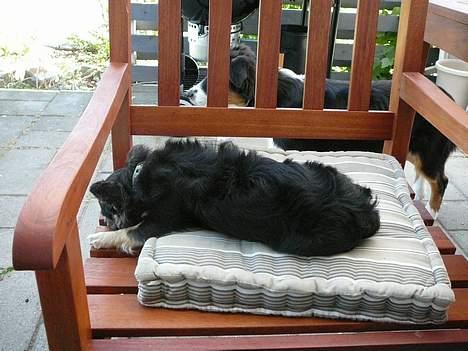 Chihuahua Niko Shamu Star - Øv!!! Ingenting billede 6