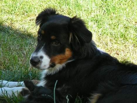 Australian shepherd *Luca* - smuksakken billede 1