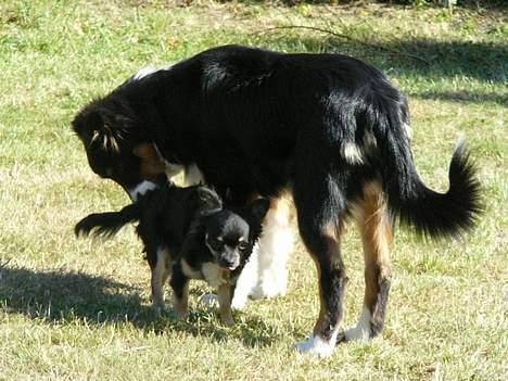 Australian shepherd *Luca* - her med sin lille ven billede 2