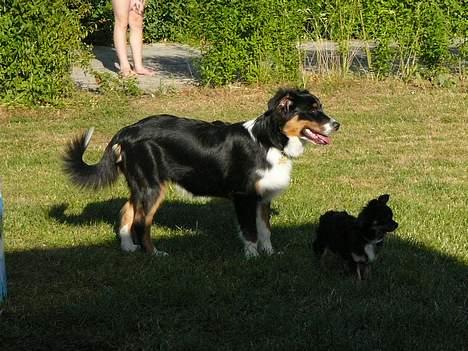 Australian shepherd *Luca* billede 3