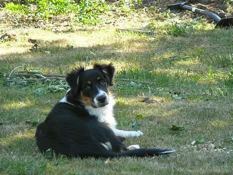 Australian shepherd *Luca* billede 4