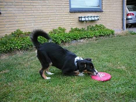 Australian shepherd *Luca* - frisbee er sjovt at fange  billede 5