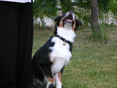 Australian shepherd *Luca* - hvornår kaster du den billede 6