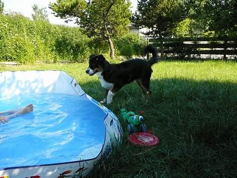 Australian shepherd *Luca* - ska´vi bade... billede 7