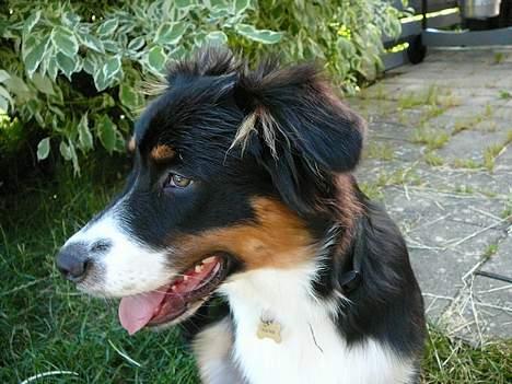 Australian shepherd *Luca* billede 8
