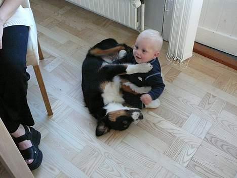 Australian shepherd *Luca* - Jahhh...  billede 10