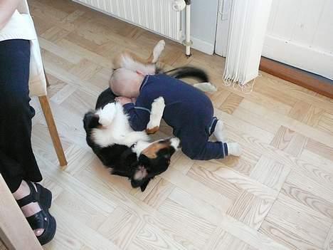 Australian shepherd *Luca* - Putte... billede 11