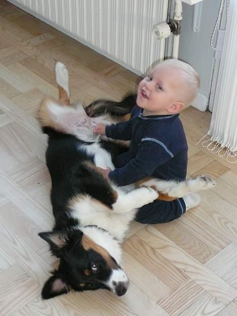 Australian shepherd *Luca* - Hyggetider billede 12