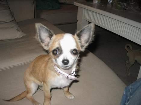 Chihuahua Malou billede 1