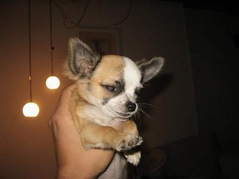 Chihuahua Malou billede 3