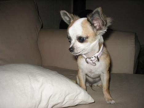 Chihuahua Malou billede 4