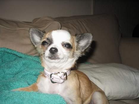 Chihuahua Malou billede 5