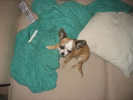 Chihuahua Malou billede 6