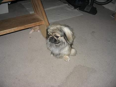 Chihuahua Malou - Molly pigen billede 7