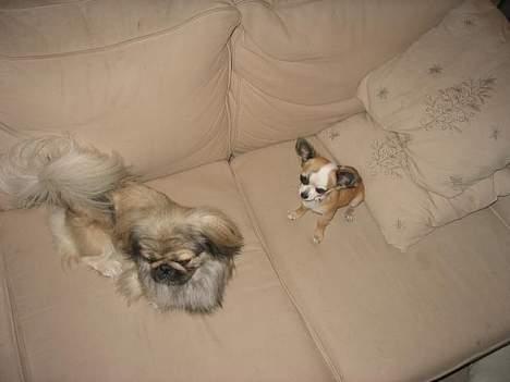 Chihuahua Malou billede 8