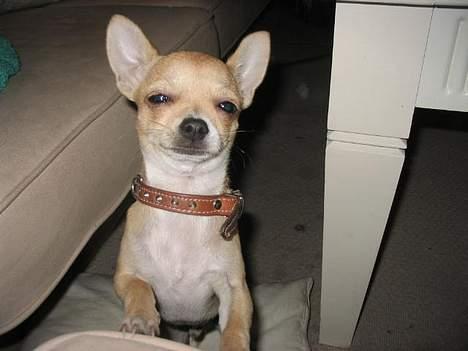 Chihuahua Malou - Storebrors Hund Alfred billede 9