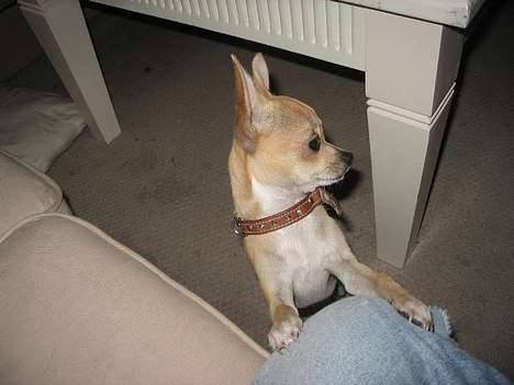 Chihuahua Malou - Alfred igen billede 10