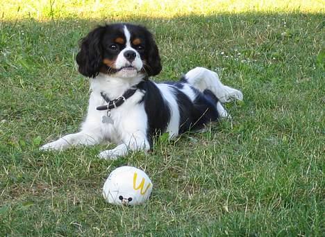 Cavalier king charles spaniel Cobra - 19. juli 2006 - Cobra holder udkik efter en som vil lege billede 1