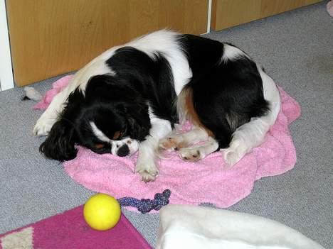 Cavalier king charles spaniel Cobra - 8. juli 2006 - En træt lille hund efter et brusebad billede 2