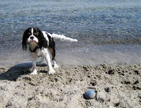 Cavalier king charles spaniel Cobra - 12. maj 2006 - Cobra nyder at gå i vandet billede 3